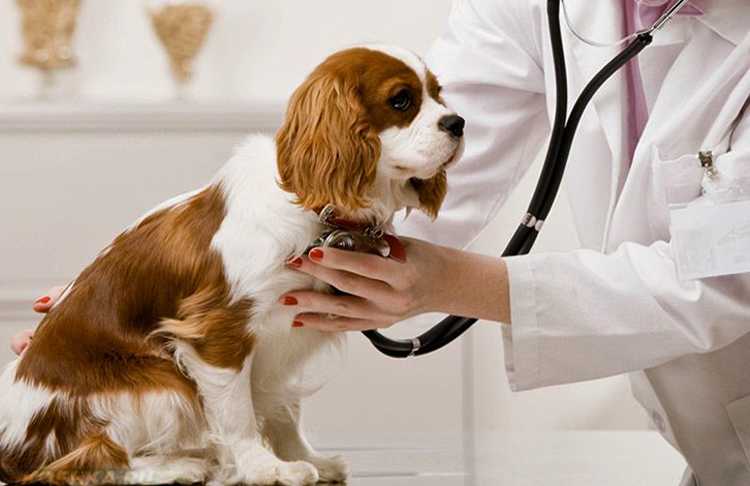 Астма у собак - признаки, диагностика, лечение