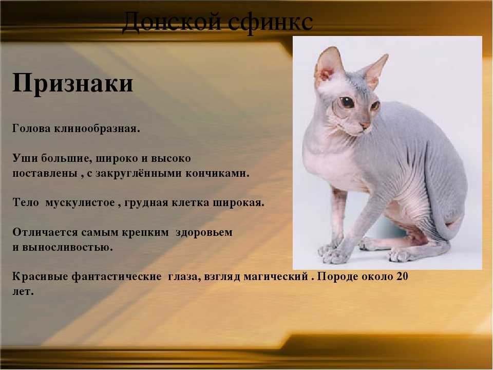 Топ 10 видов русских котов: породы кошек, похожих на русскую голубую +фото и видео