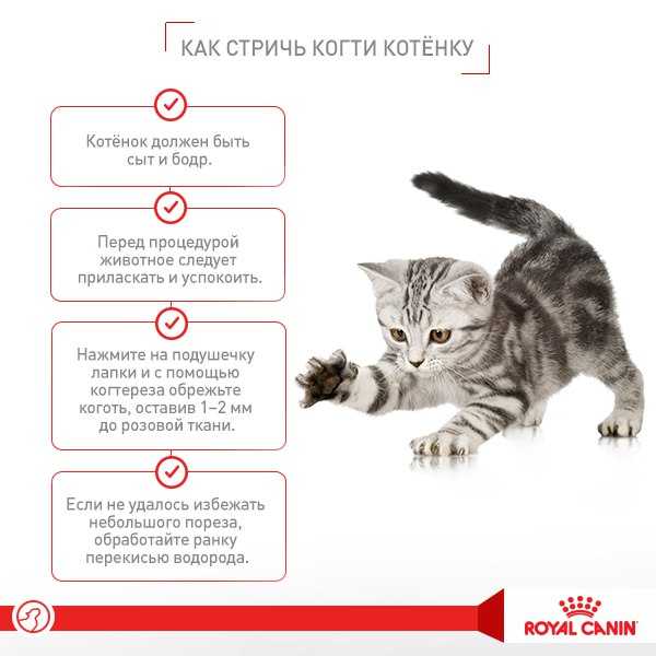 Вакцинация кошек и котят: график, схемы, стоимость | ветклиника "толстый лори"