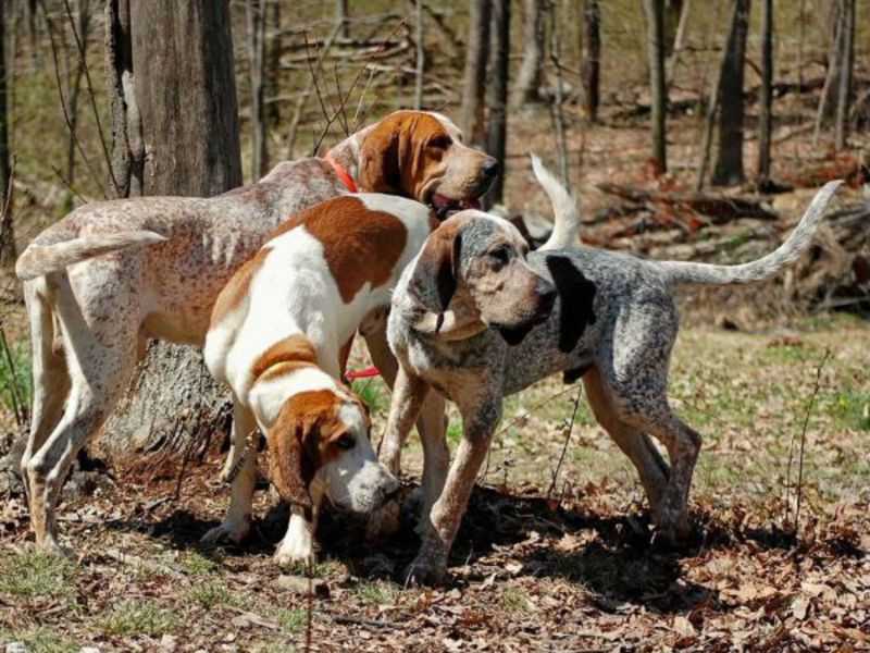 Самые лучшие собаки для охоты: обзор пород