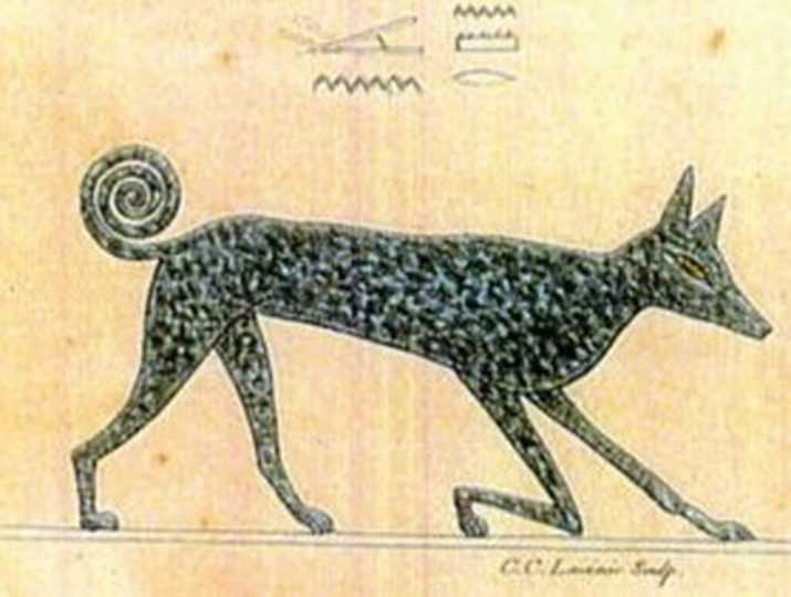 Топ-14 самых древних пород собак
