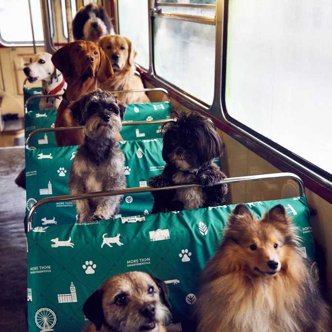Правила перевозки собак в метро