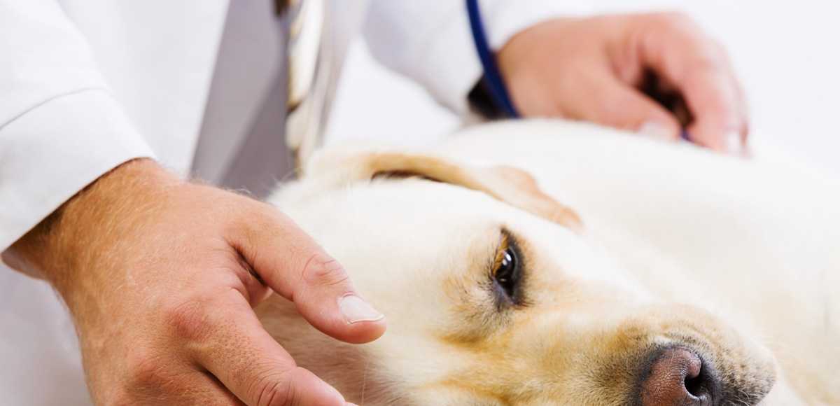 Микоплазмоз у собак: симптомы и схемы лечения, как предается болезнь щенков, анализ беременных самок на mycoplasma cynos