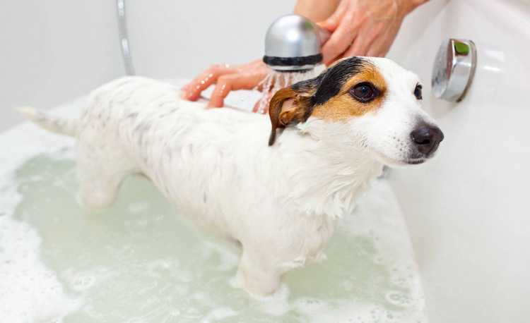 Как и чем правильно мыть собаку?