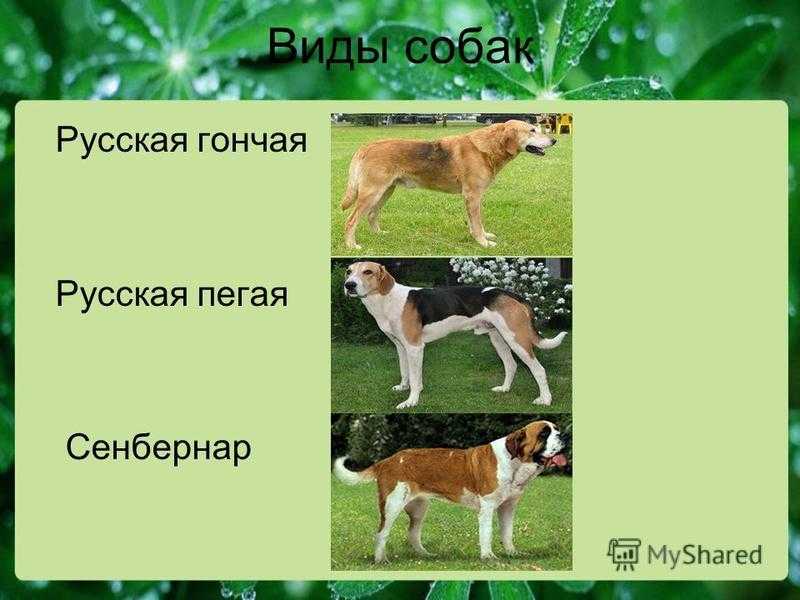Русская пегая гончая — собака-ищейка англо-русских кровей