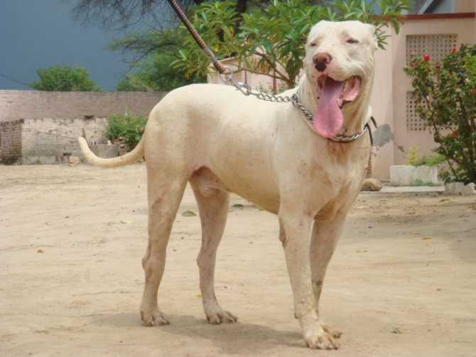 Пакистанский бульдог – бойцовская порода собак гуль донг: описание и характеристика