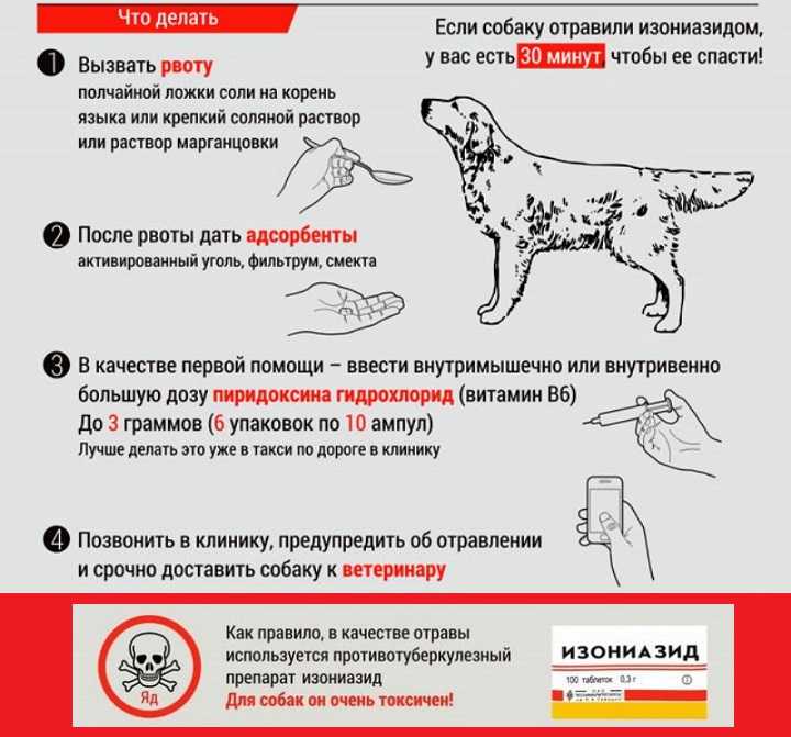 Извлечение (удаление) инородного тела у собаки из желудка, кишечника, дыхательных путей