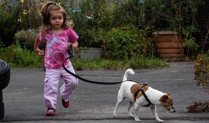 Советы детям: как уговорить родителей завести собаку