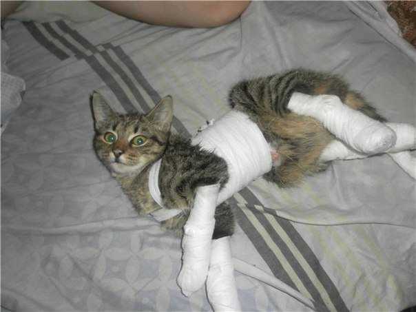 Заживет ли перелом без гипса у кота