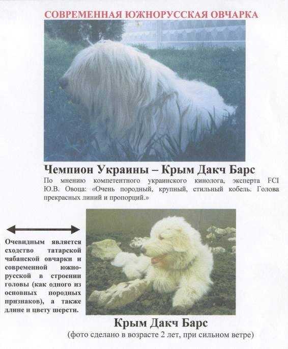 Южнорусская овчарка: стандарты породы и содержание