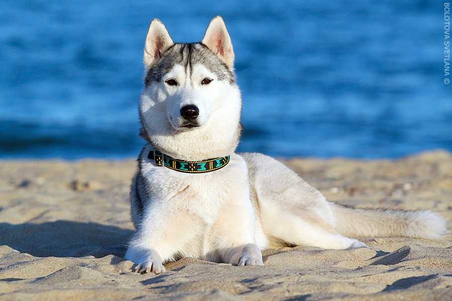 Хаски порода собак. описание, особенности, цена, уход и содержание хаски