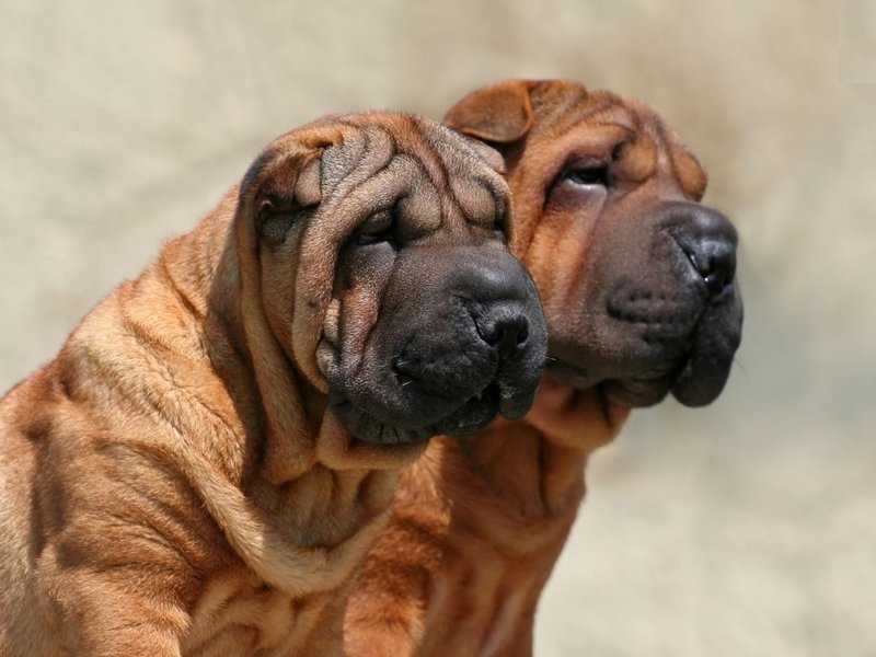 Порода собаки сморщенная шкура. какие есть породы собак со складками и их характер. самые красивые породы собак