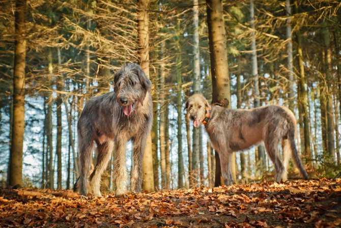 Ирландский волкодав собака. описание, особенности, виды, уход и цена породы