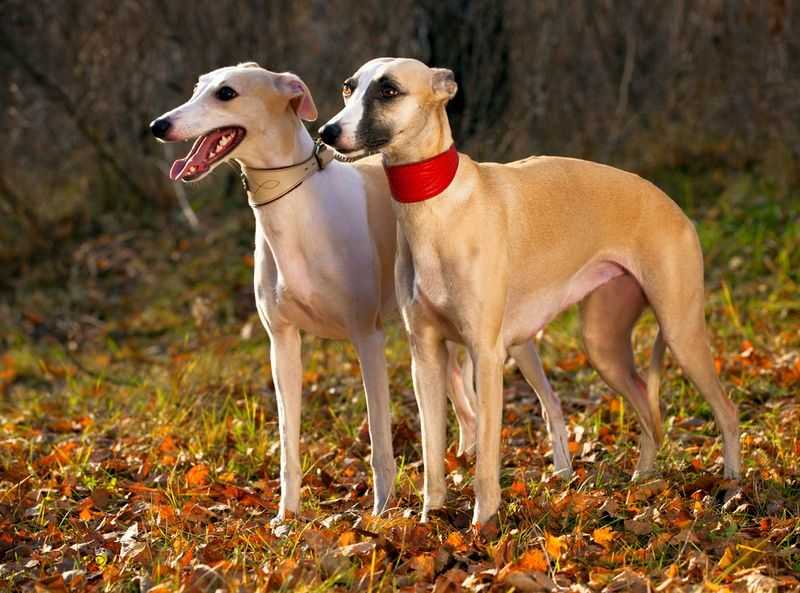 Уиппет: описание породы, характер собаки и щенка, фото, цена