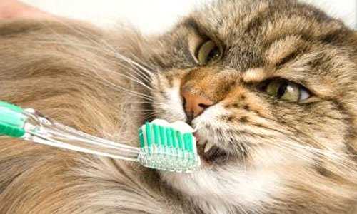 Как почистить зубы кошке: дома и в клинике