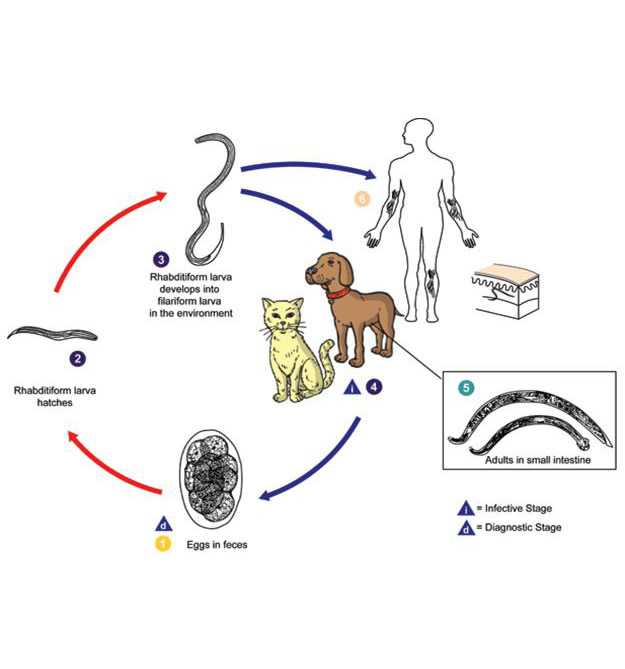 Колит у собак - симптомы и лечение колита у собак. антибиотики при язвенном колите у собак. ветеринарная клиника "зоостатус".