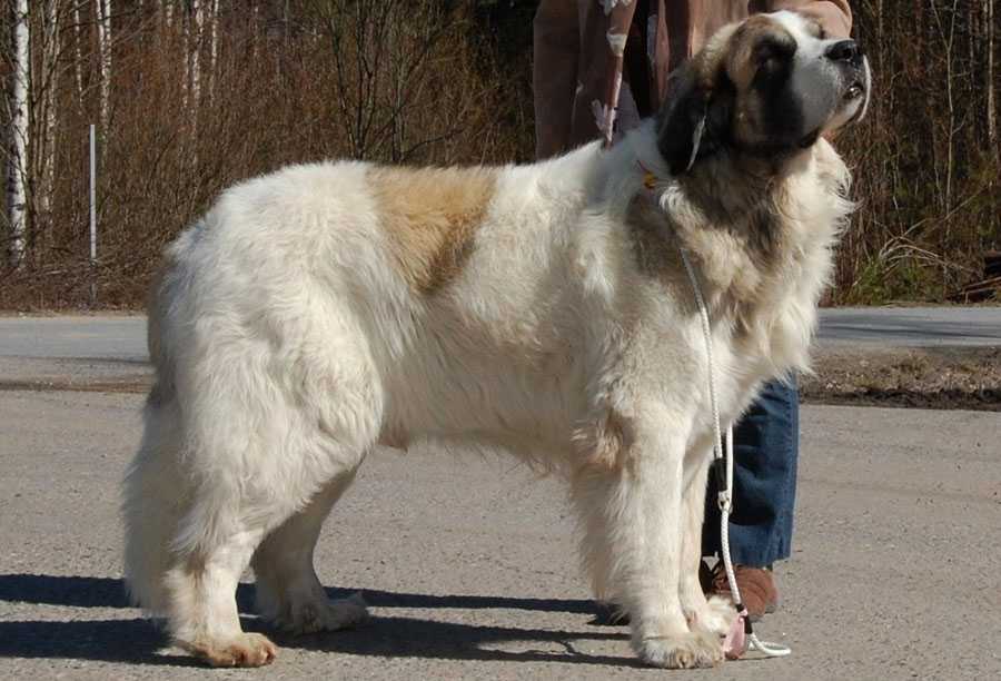 Пиренейский мастиф: все про породу собаки, фото и правила содержания