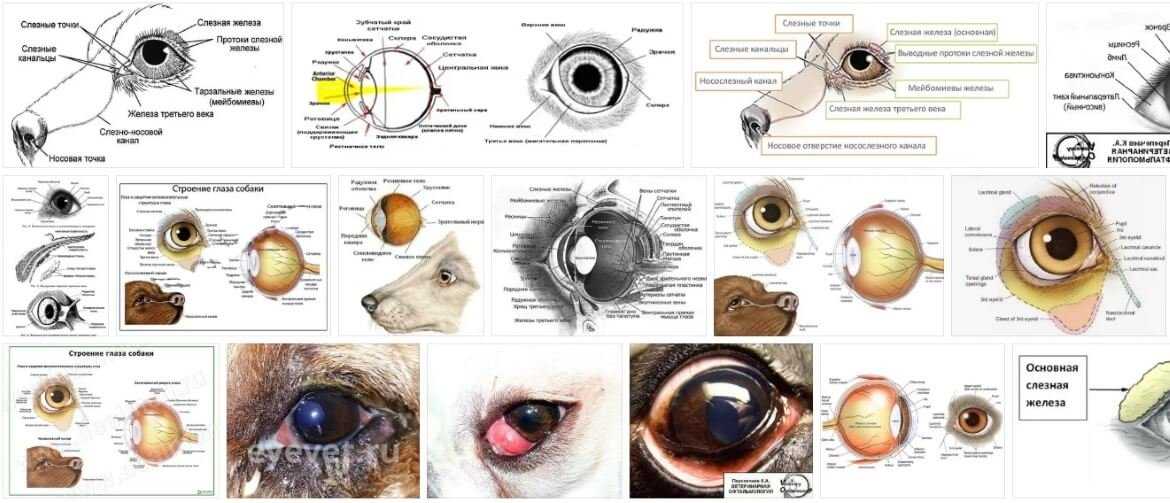 У собаки болят глаза - почему и как лечить
