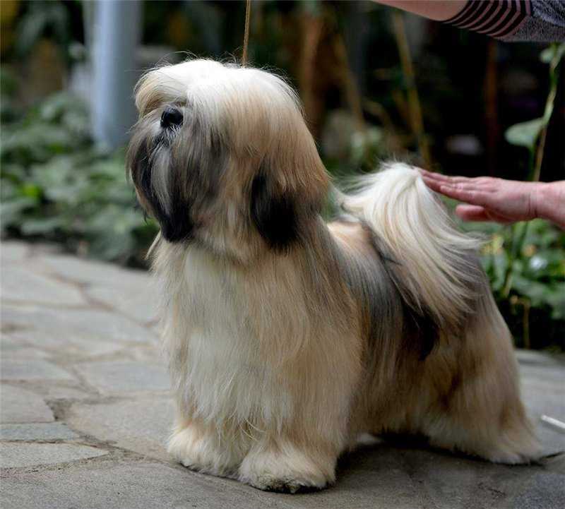 Лхаса апсо: стандарт и описание лхасской породы собак, характер, содержание, цены и фото