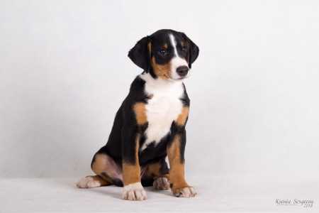 Зенненхунд собака. описание, особенности, виды, цена и уход за породой зенненхунд