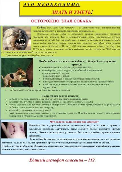 Бешенство у собак: симптомы и признаки болезни