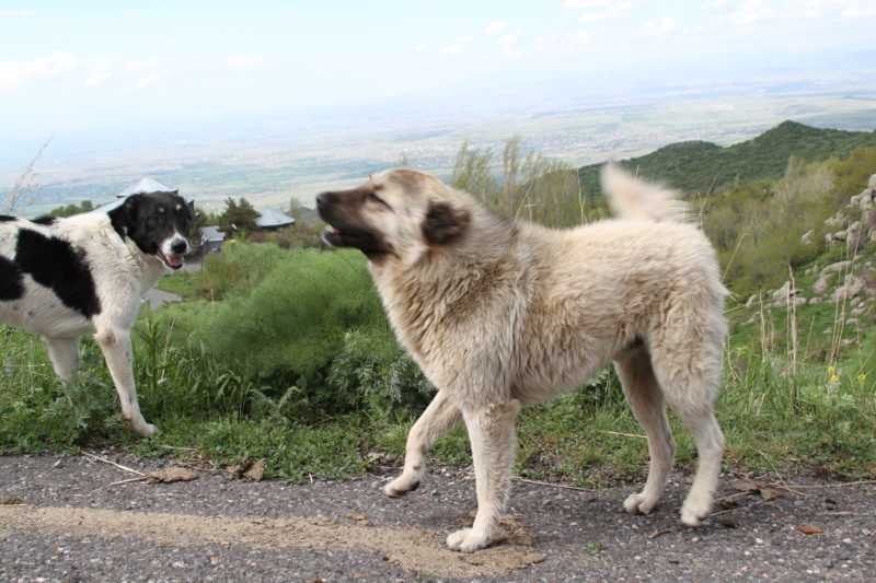 Гампр или армянский волкодав