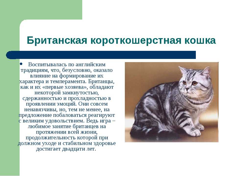 Американская жесткошерстная кошка: фото, описание породы, цены