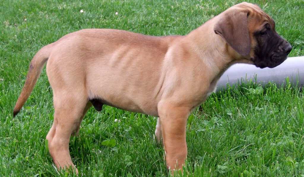 Тоса-ину (японская бойцовая собака) - описание породы, характеристика, уход и кормление