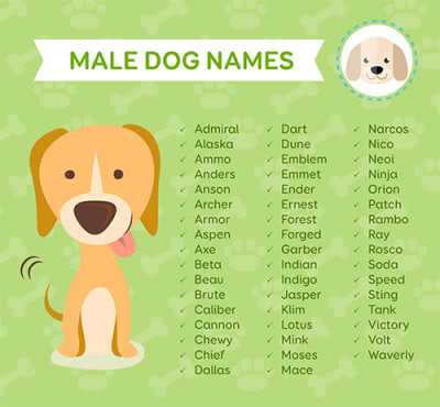 Значение имени арчи для собаки, а также берта