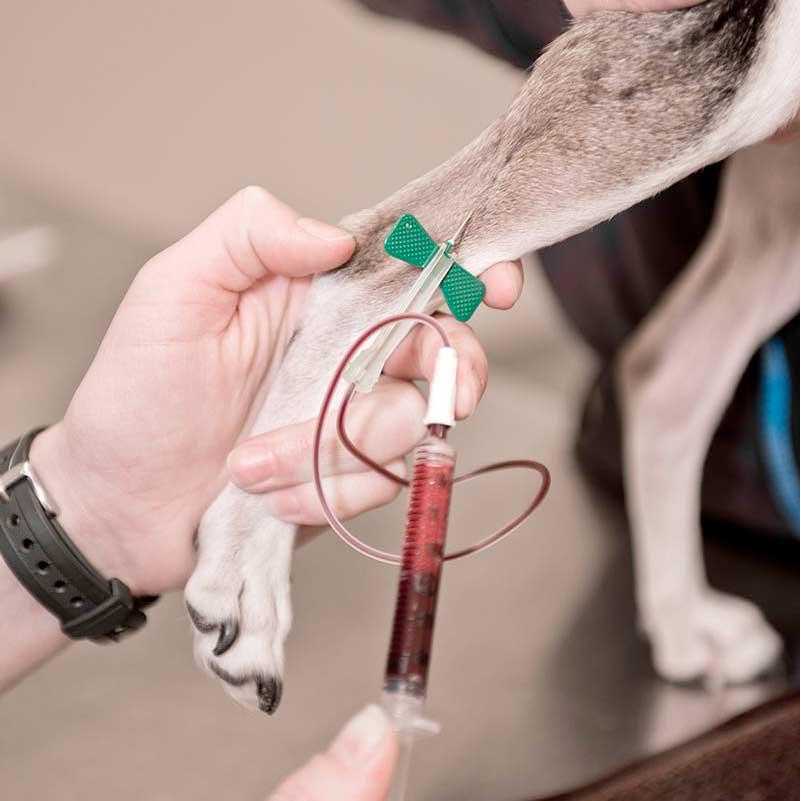 Банк донорской крови | ветеринарная клиника «гуд вет»