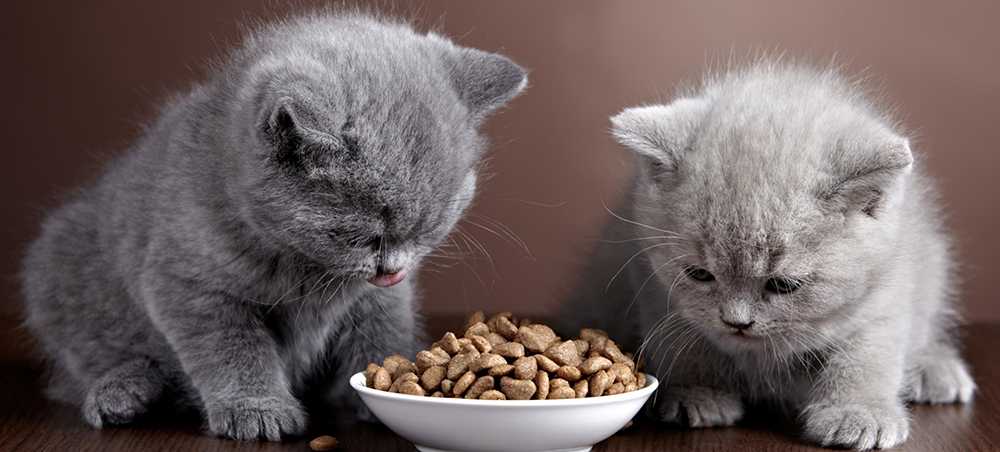 Чем кормить британских кошек: правильный рацион для котят, взрослых и пожилых питомцев