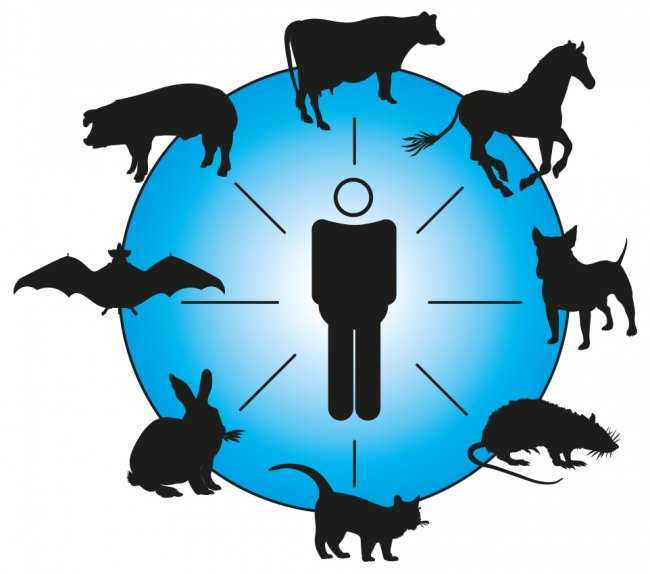 Почему эксплуатация животных — это главный источник пандемий