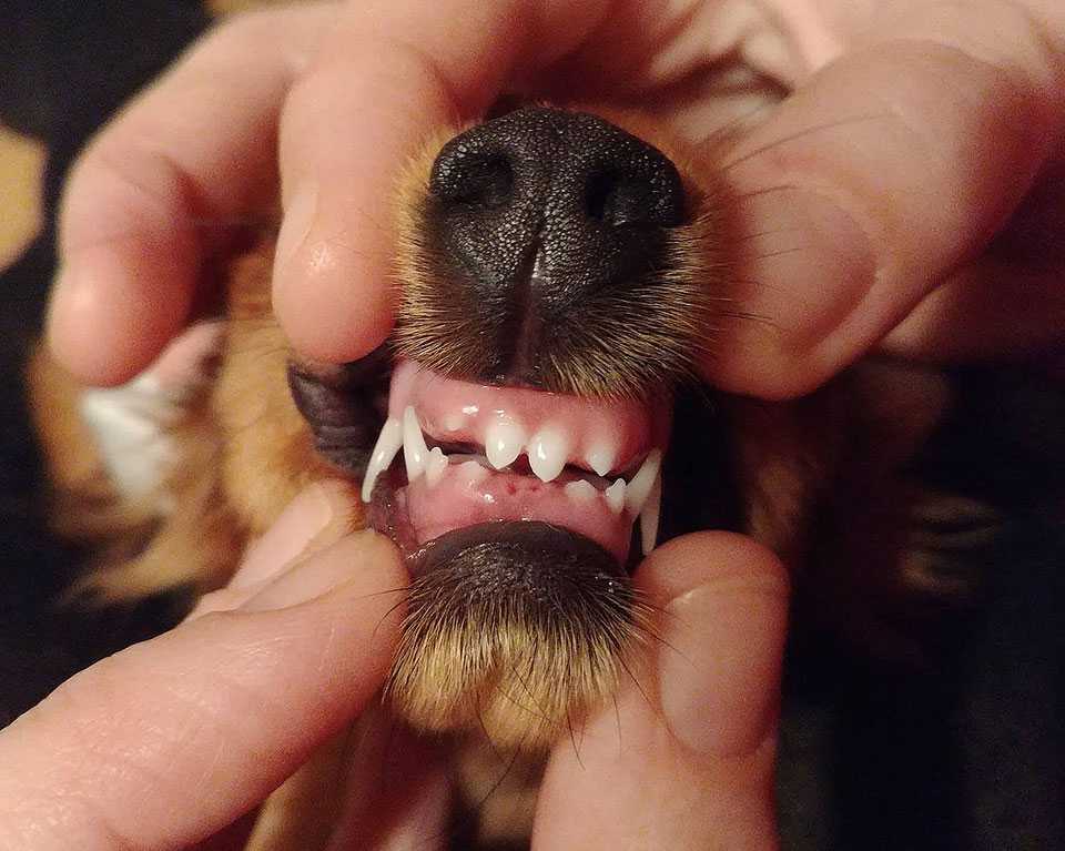 Зубы у щенков: когда появляются и как меняются