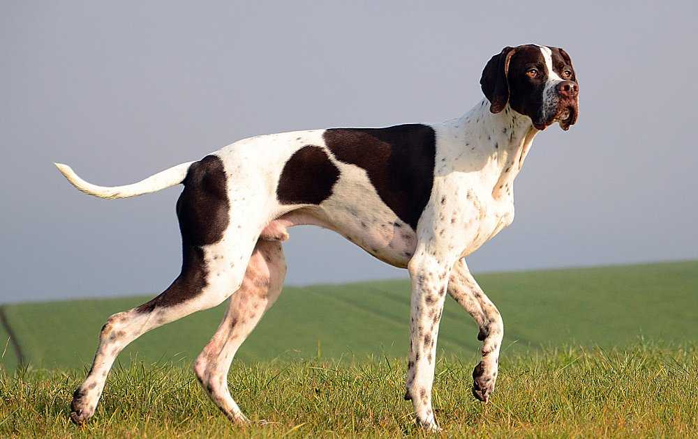 Английский пойнтер собака. описание, особенности, уход и цена английского пойнтера | sobakagav.ru