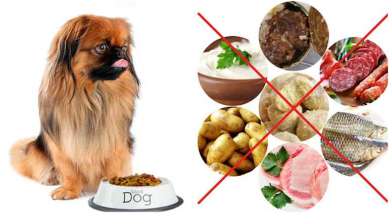 Натуральные корма для собак: подробная инструкция, чем и как правильно кормить собак (составляем меню на неделю)