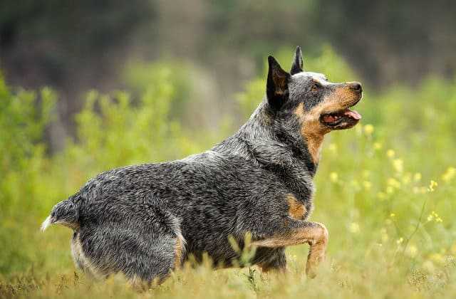 Ланкаширский хилер собака. описание, характер, особенности, уход и цена породы | живность.ру
