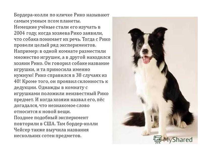Шелти собака: характеристика породы, описание стандарта, плюсы и минусы, фото щенков