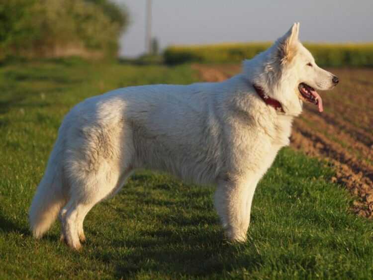Самая элегантная служебная собака. белая швейцарская овчарка