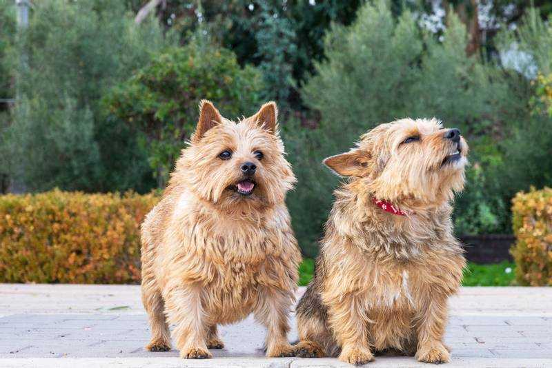 Керн-терьер : описание породы собак с фото и видео