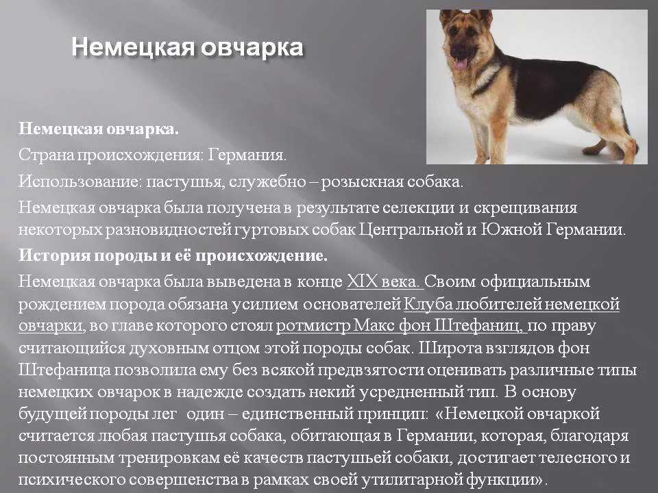 Собака динго. образ жизни и среда обитания собаки динго | животный мир