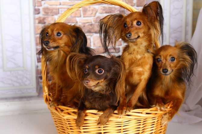 Самая миниатюрная декоративная собачка из группы тоев – русский той-терьер