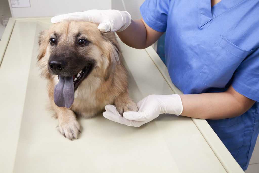 Болезни сердца у собаки: симптомы, диагностика и лечение | блог ветклиники "беланта"