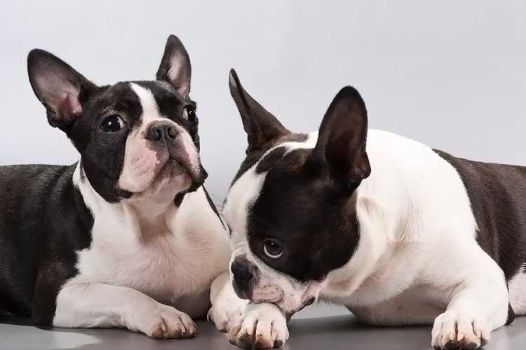 Описание породы собак бостон терьер с отзывами владельцев и фото