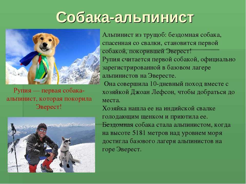Какая собака чаще всего работает снежным спасателем и при спасении утопающих