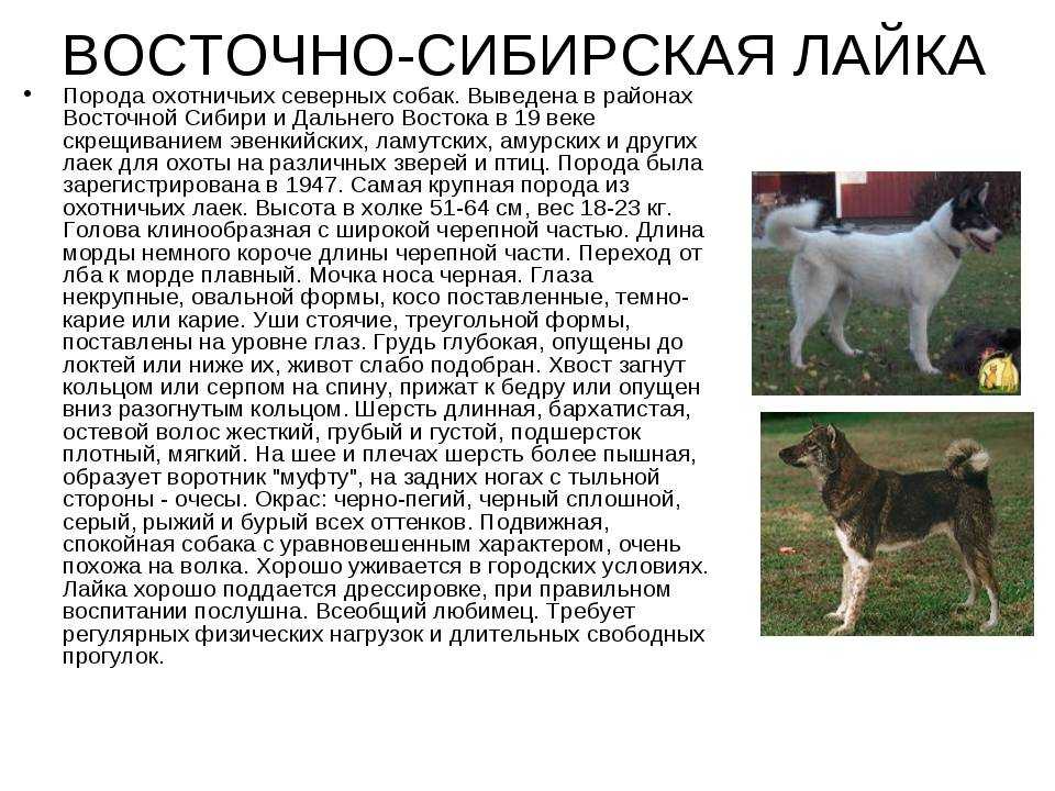 Западно-сибирская лайка собака. описание, особенности, уход и цена породы | sobakagav.ru