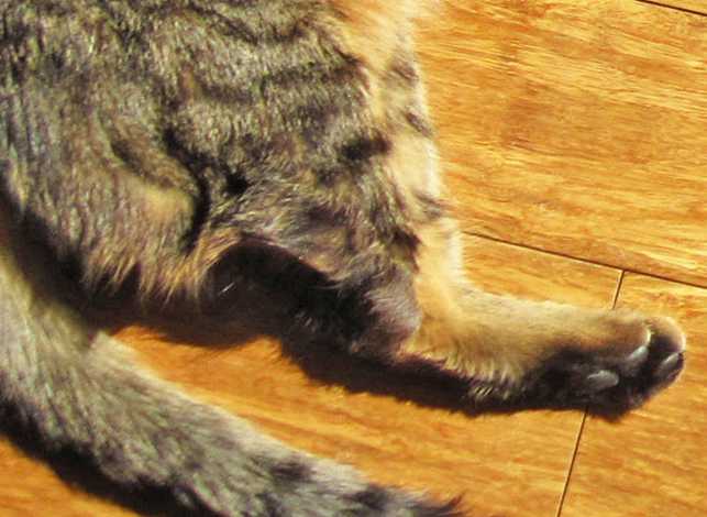 Кот стал хромать заднюю лапу. синдром хромоты и кошачий калицивирус. заболевания суставов и костей у кошек
