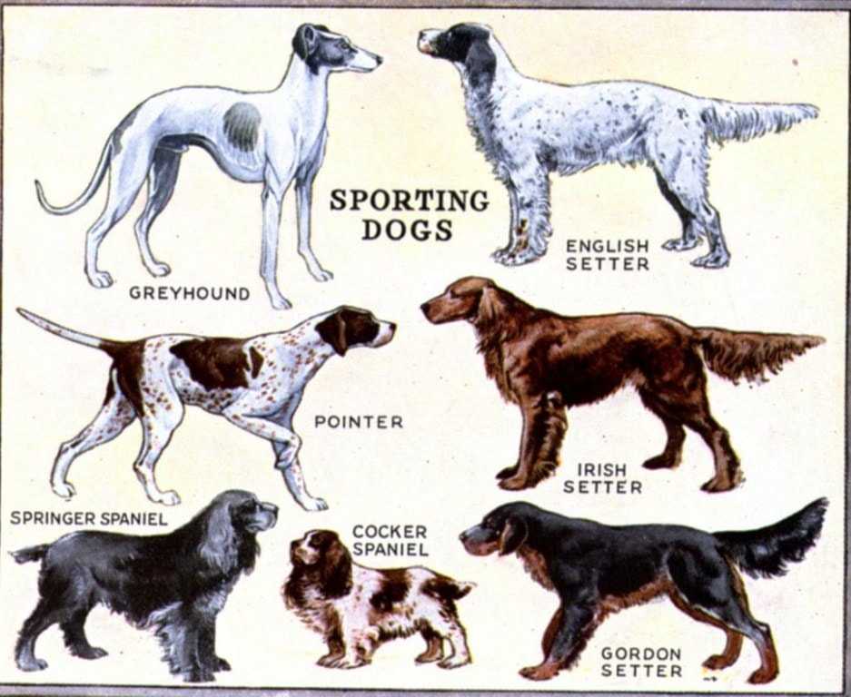 Русские породы собак: разновидности и советы по выбору