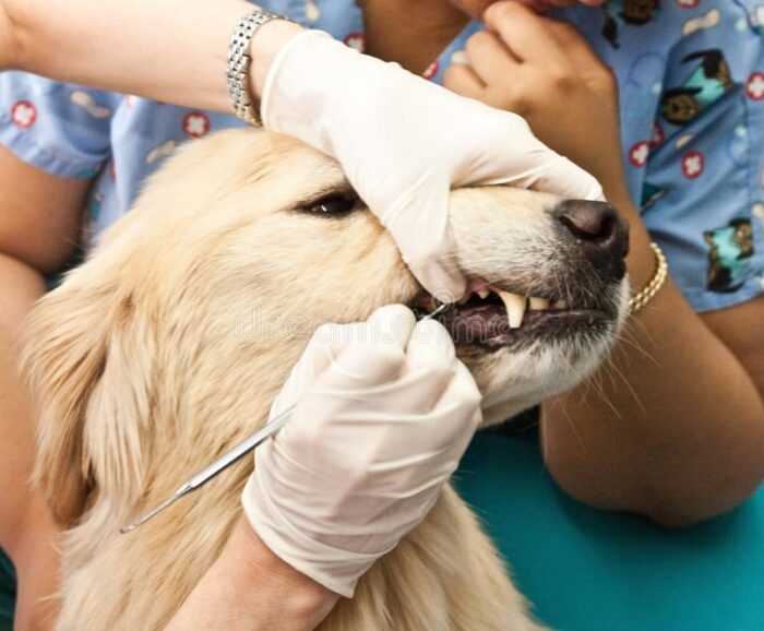 Зубной камень у собак: удаление, цена, отзывы | сколько стоит