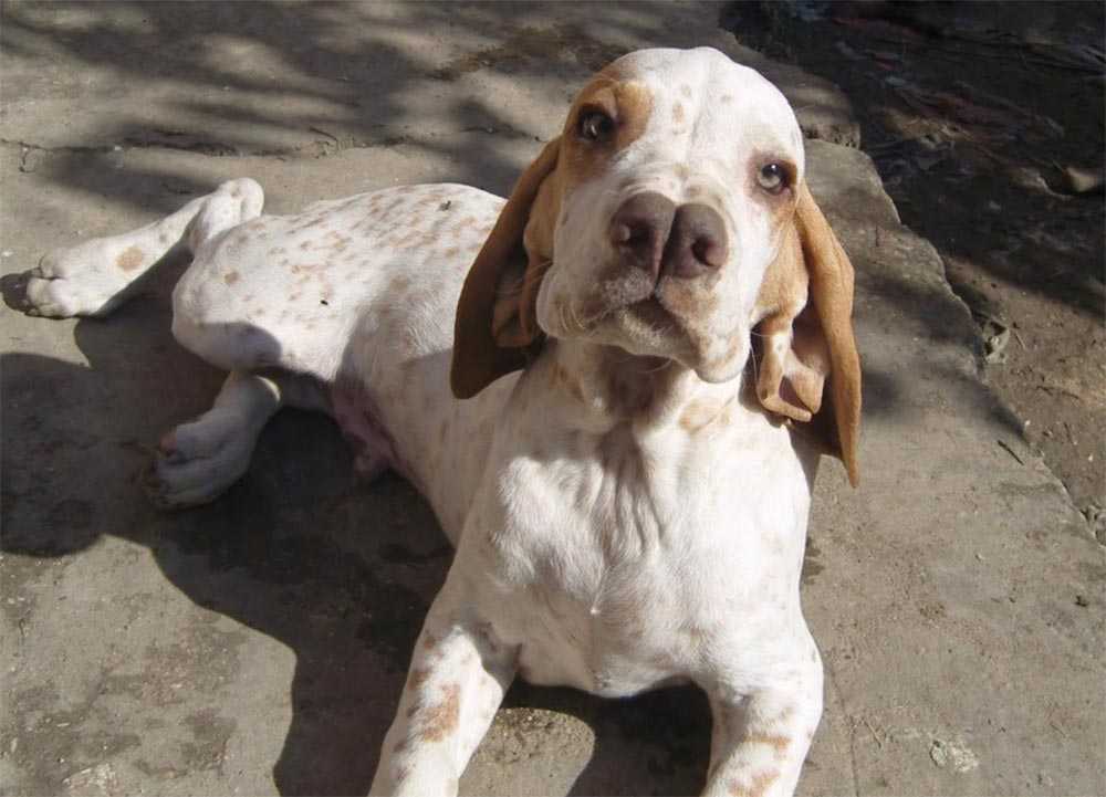 Истрийская гончая: описание породы собак с фото и видео