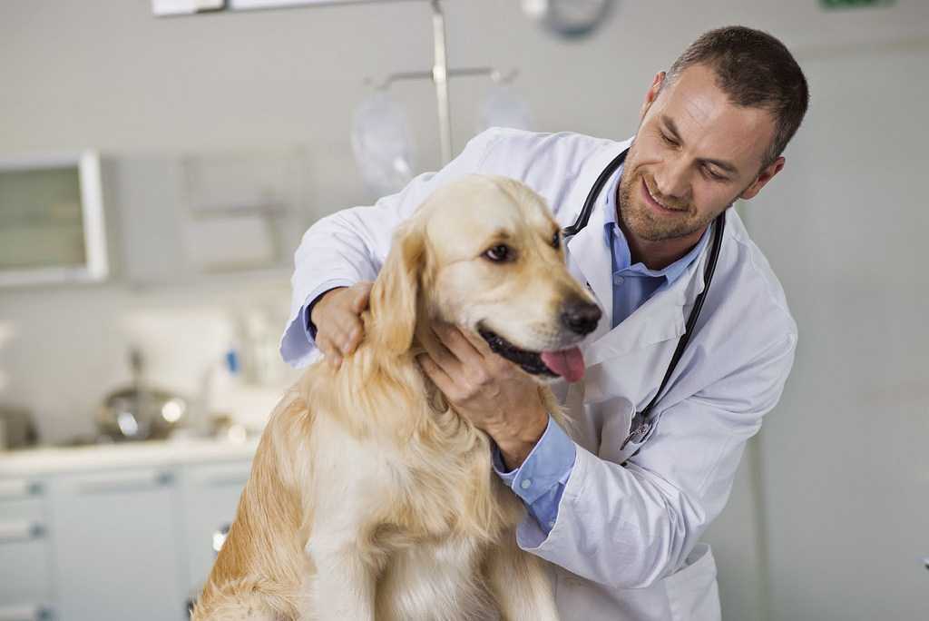 Заболевания желудочно-кишечного тракта у собак